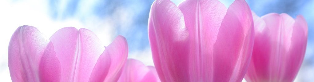 spring-pink-tulip-flower-1019475.jpeg